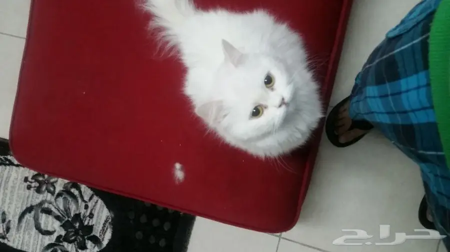 قطه انثى للبيع مع صغارها 