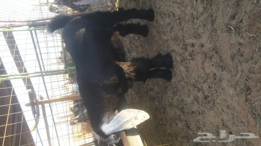 للبيع تيس طيب بالحيل 