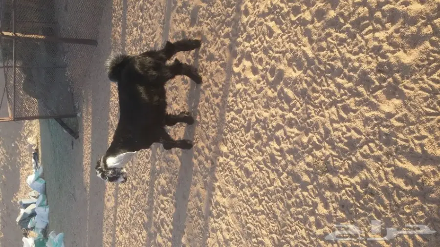 للبيع تيس طيب بالحيل  (image 1)