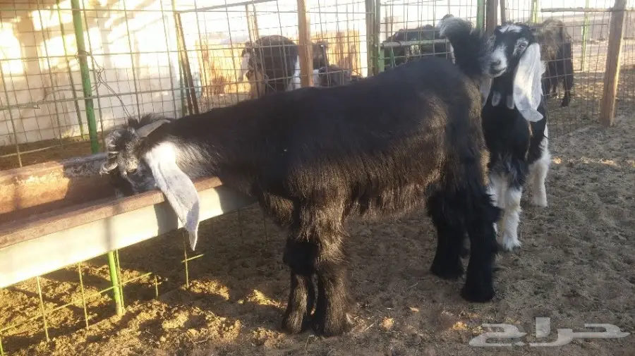 للبيع تيس طيب بالحيل  (image 2)