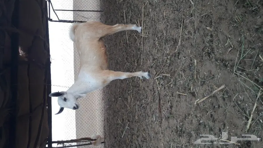 اثنين تيوس بيشيه صنف (image 3)