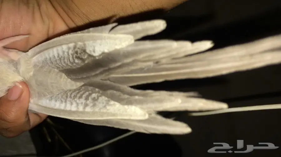 فروخ كروان اليفات وهدد داخلي وهدد حر خارج الب (image 2)