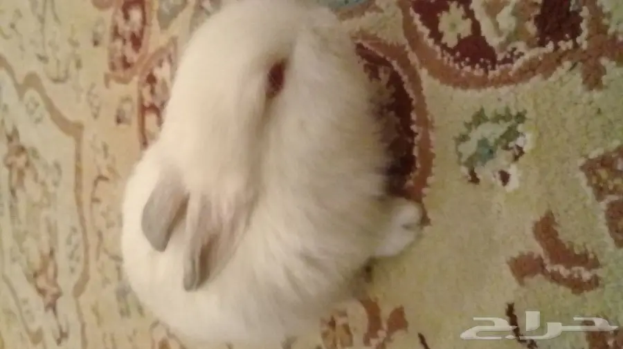 ارنب صغير للبيع 