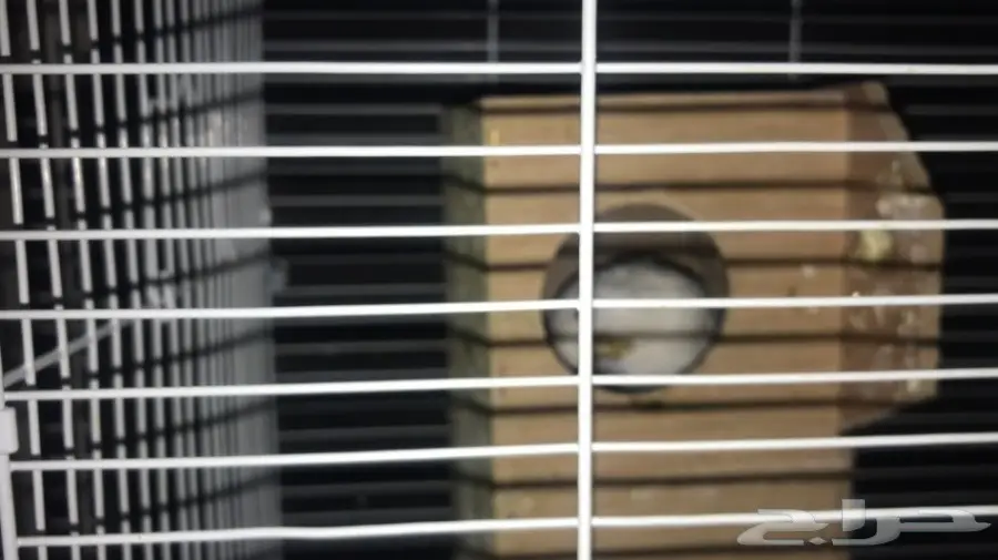 للبيع بادجي البينو منتج عيون حمر جاهز الحين (image 6)