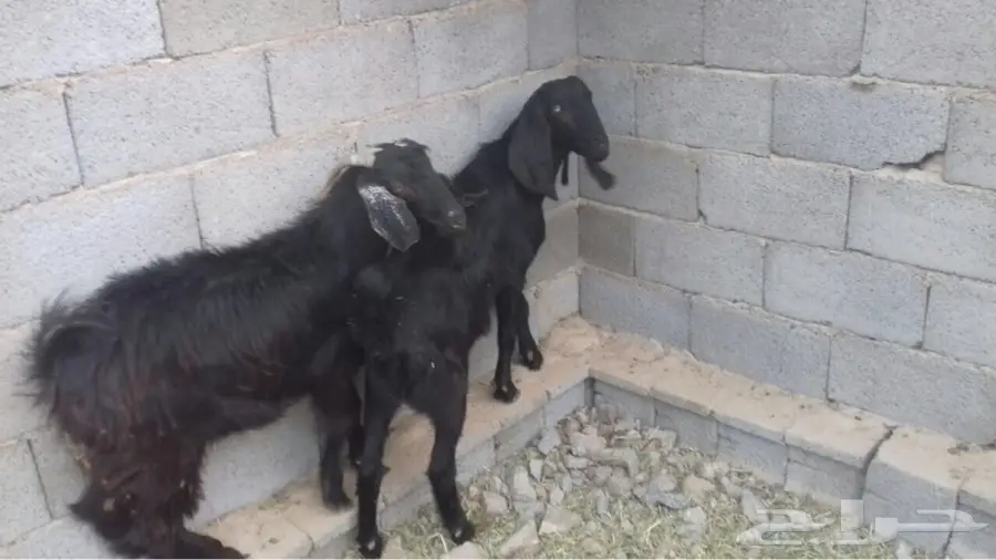 تيوس للبيع (image 3)