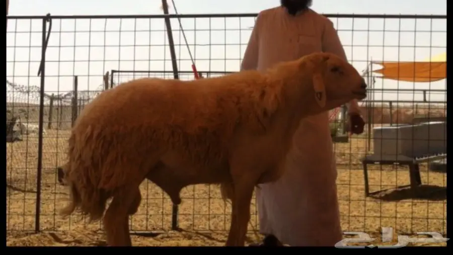 فحل حري صنف جرم ناهي وارتفاع فحل منتج (image 3)