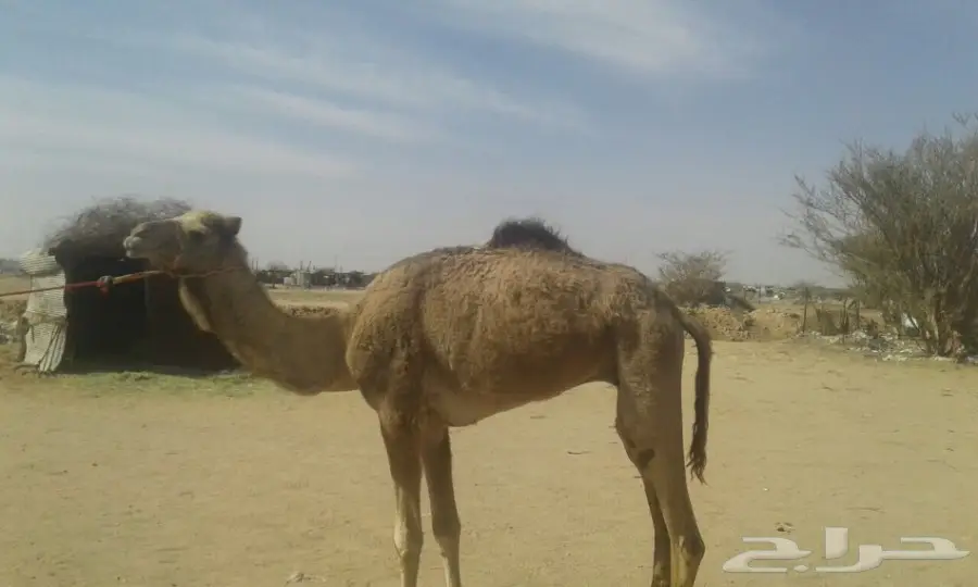 قعود هجن  (image 1)