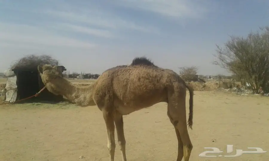 قعود هجن  (image 2)