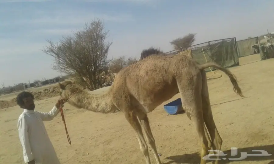 قعود هجن  (image 6)