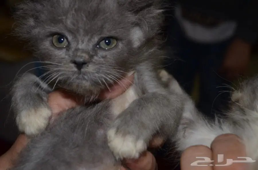 كيتنز هملايا بعمر شهرين (image 3)