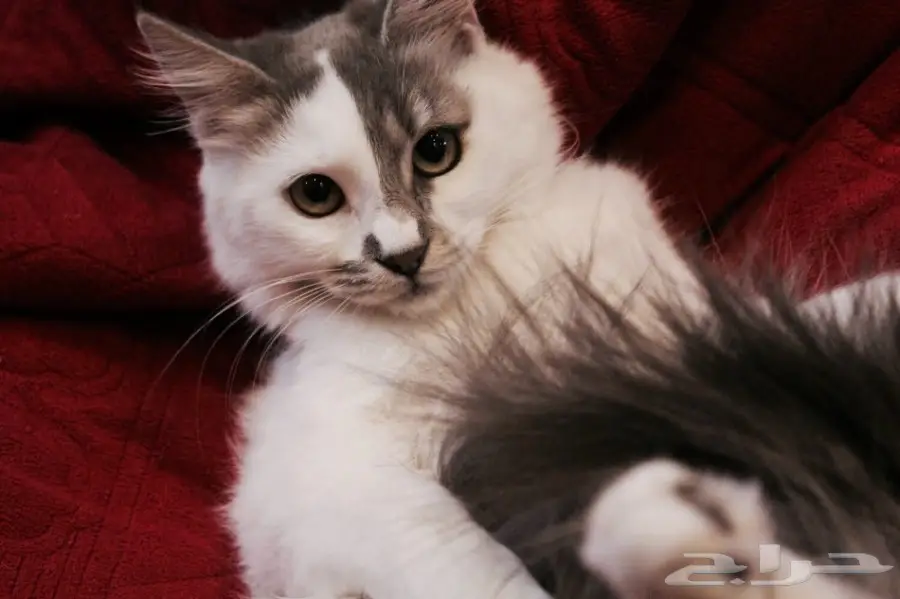 قطط للتبني  (image 1)