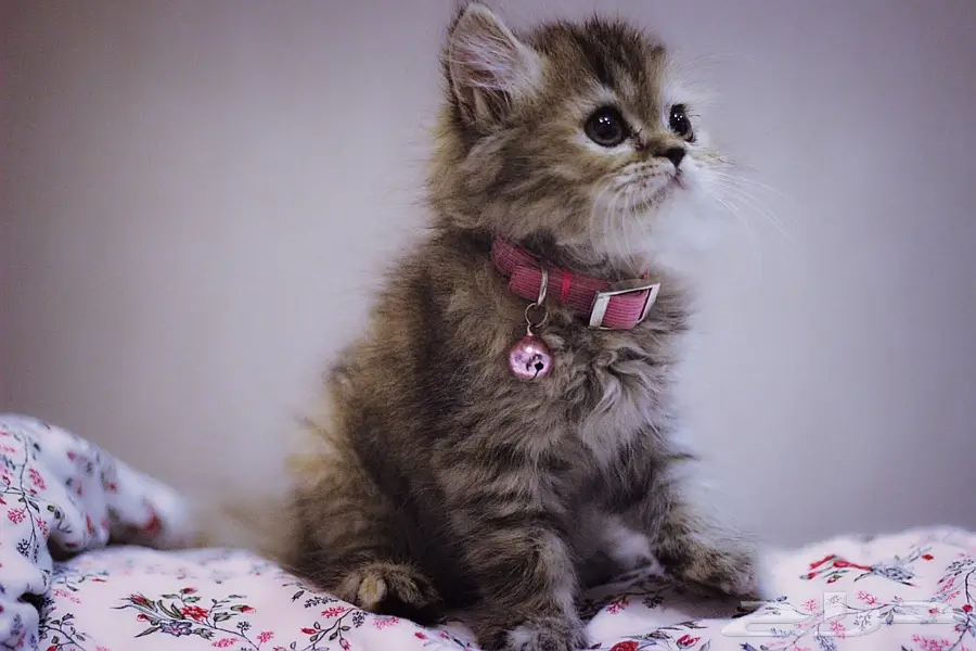 شيرازيه للبيع (image 6)