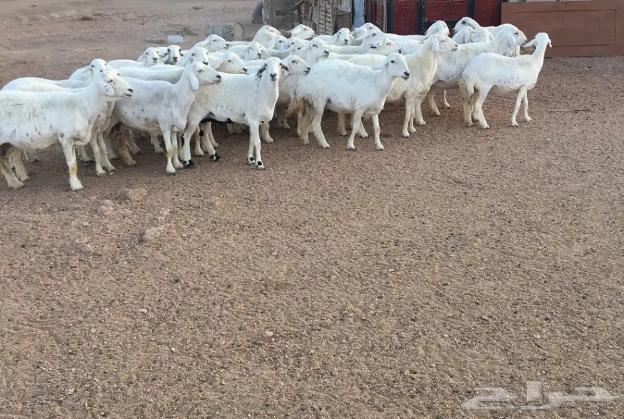 غنم العدد 45 (image 2)