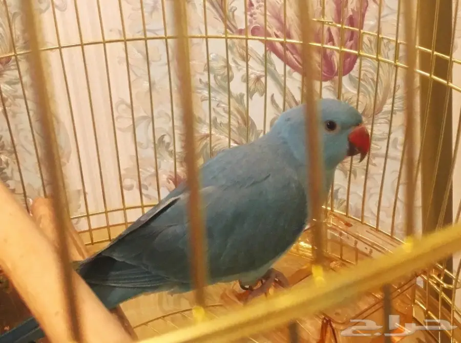طير ببغاء درة  (image 2)