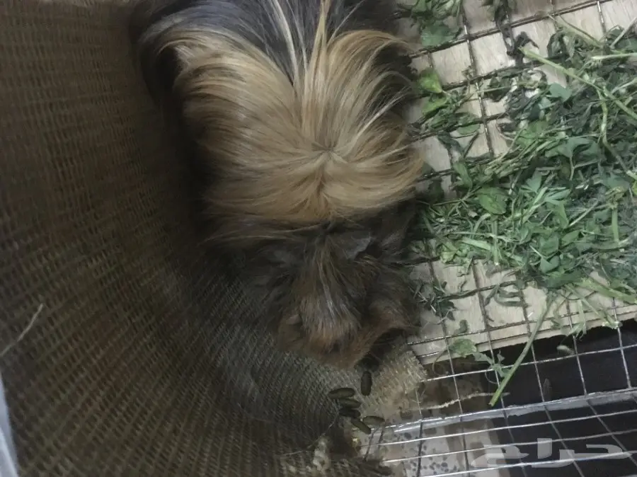 وبر فرنسي وبران 