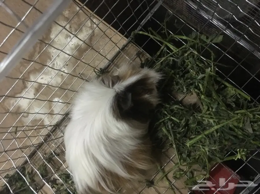 وبر فرنسي وبران  (image 1)