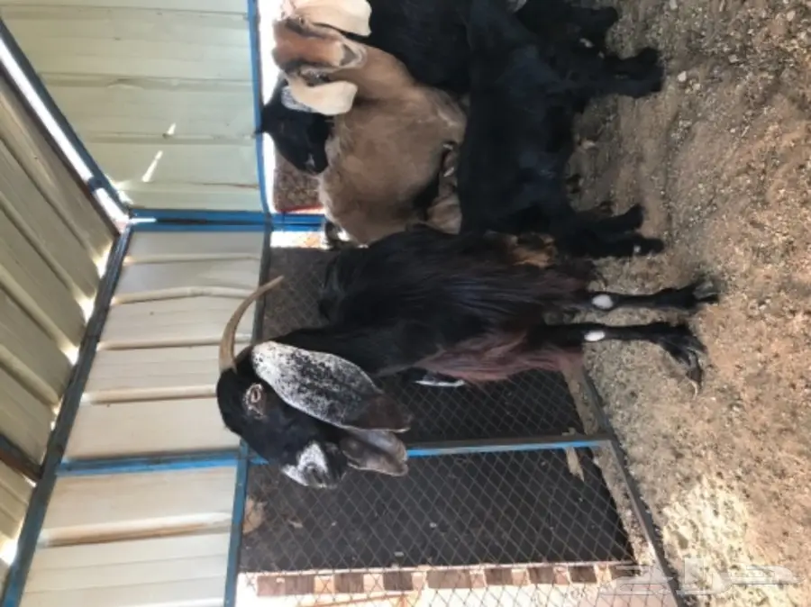 معزة عوارض ومصرية 