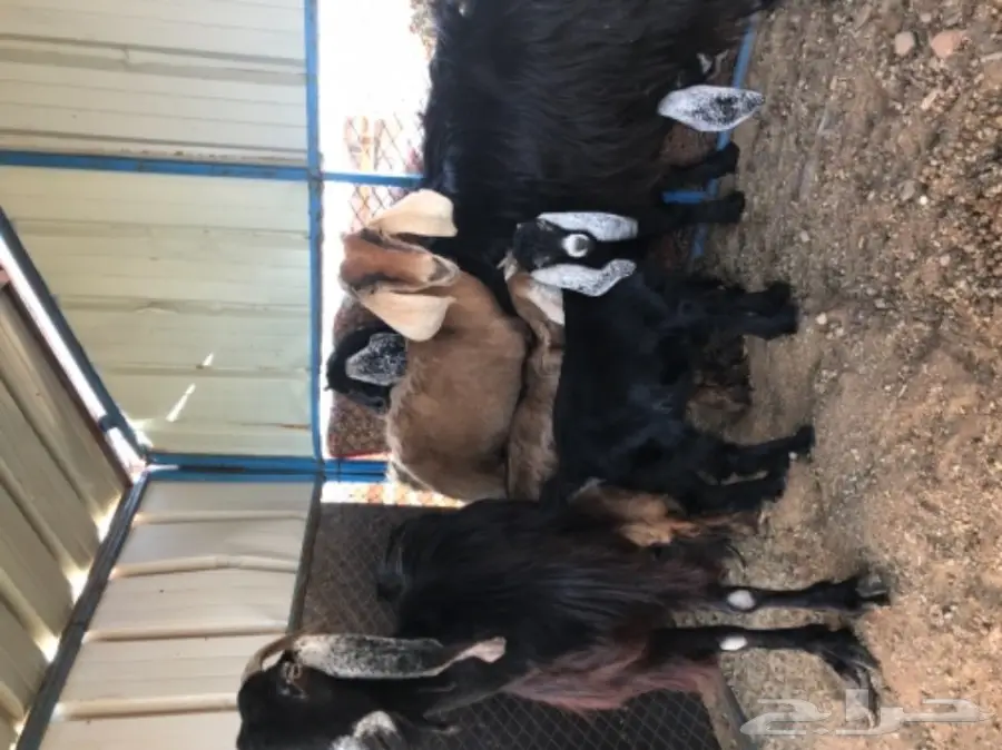 معزة عوارض ومصرية  (image 1)