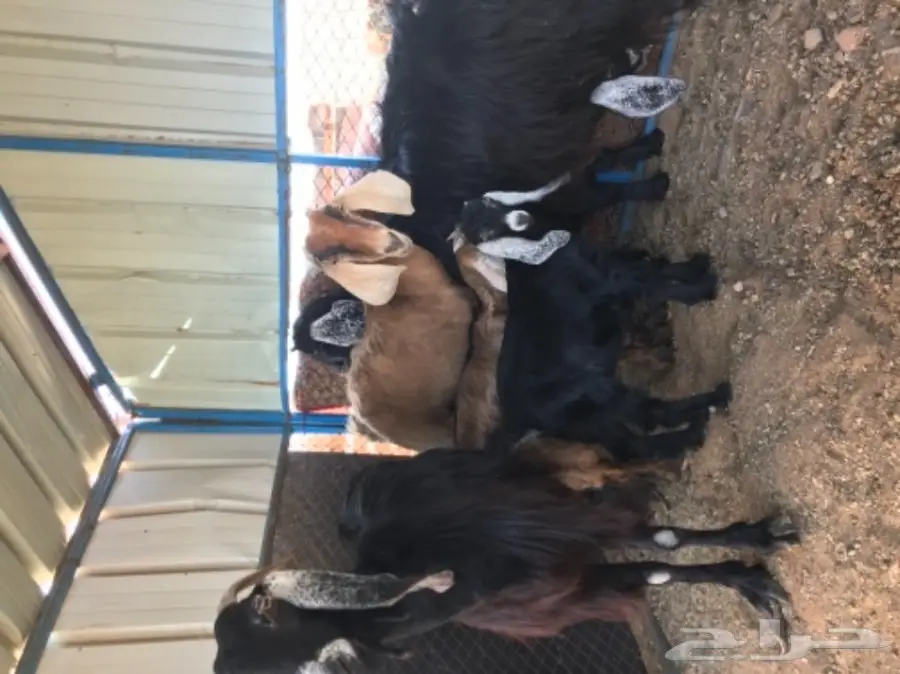 معزة عوارض ومصرية  (image 2)