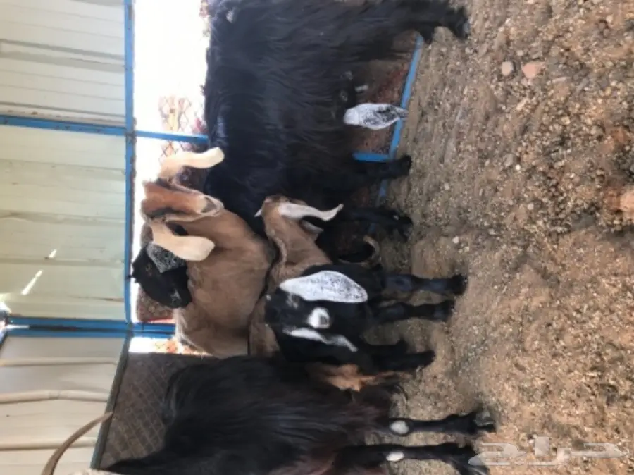 معزة عوارض ومصرية  (image 3)