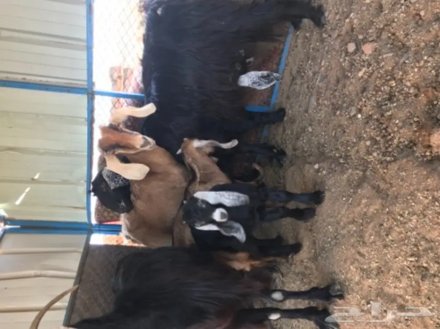 معزة عوارض ومصرية  (image 4)