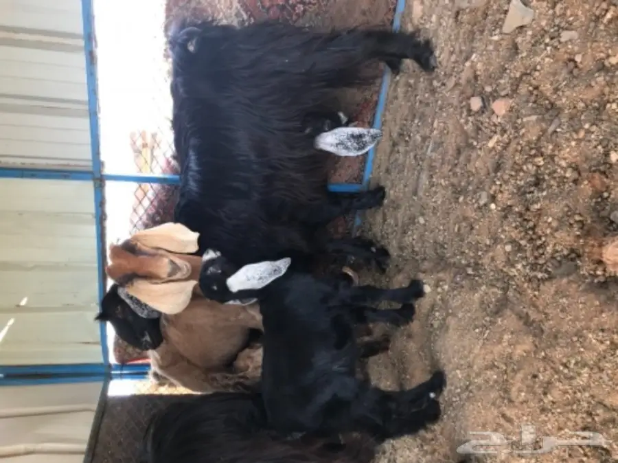 معزة عوارض ومصرية  (image 5)