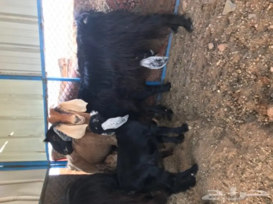 معزة عوارض ومصرية  (image 6)