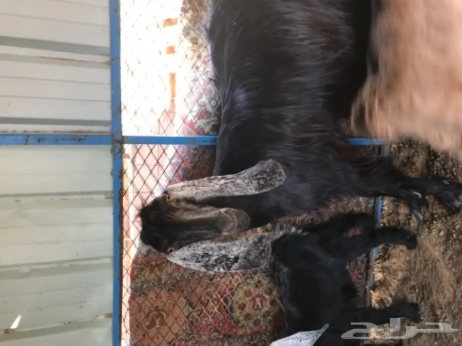 معزة عوارض ومصرية  (image 7)