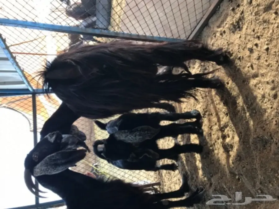 معزة عوارض ومصرية  (image 8)