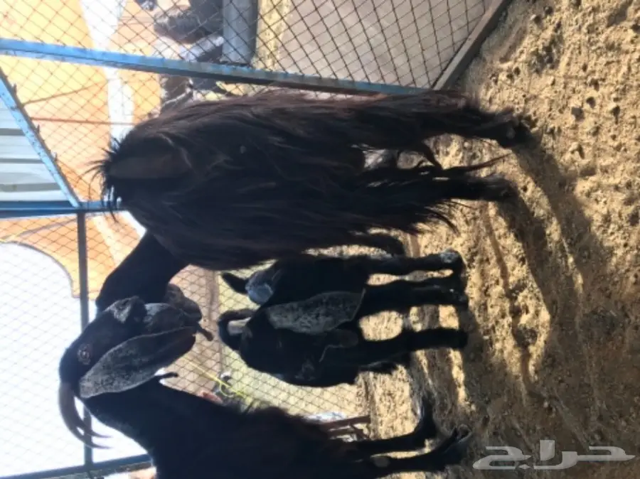 معزة عوارض ومصرية  (image 9)