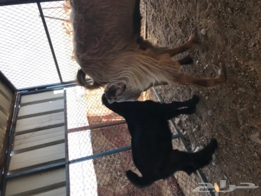 معزة عوارض ومصرية  (image 10)