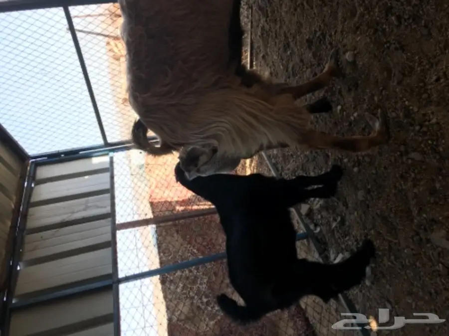 معزة عوارض ومصرية  (image 11)