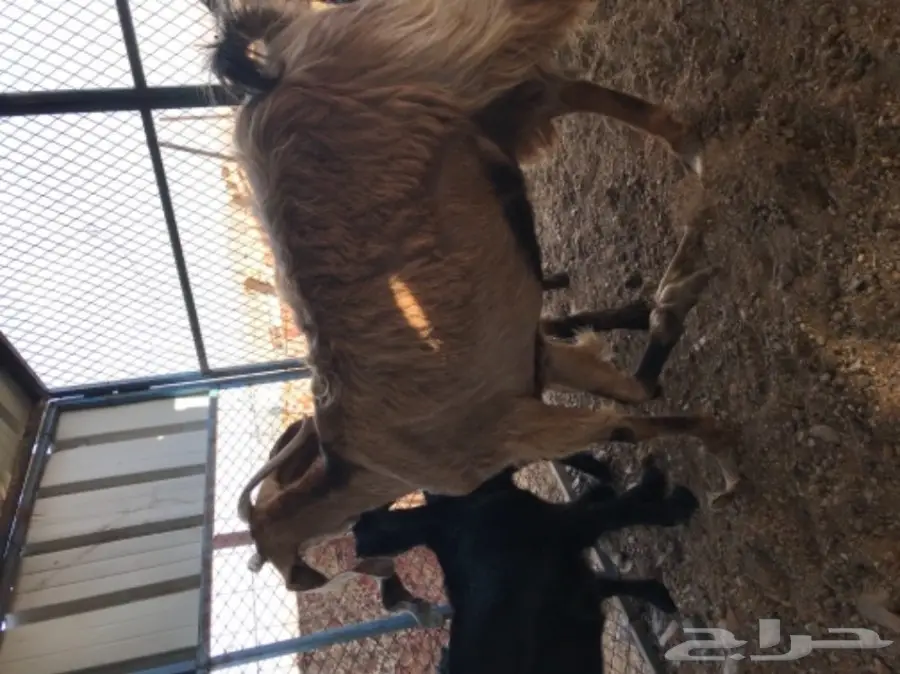 معزة عوارض ومصرية  (image 12)