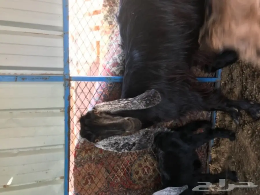 معزة عوارض ومصرية  (image 13)