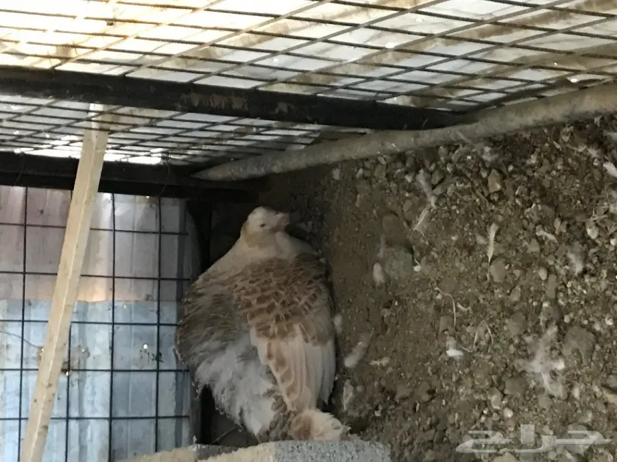 دجاج رومي (image 4)