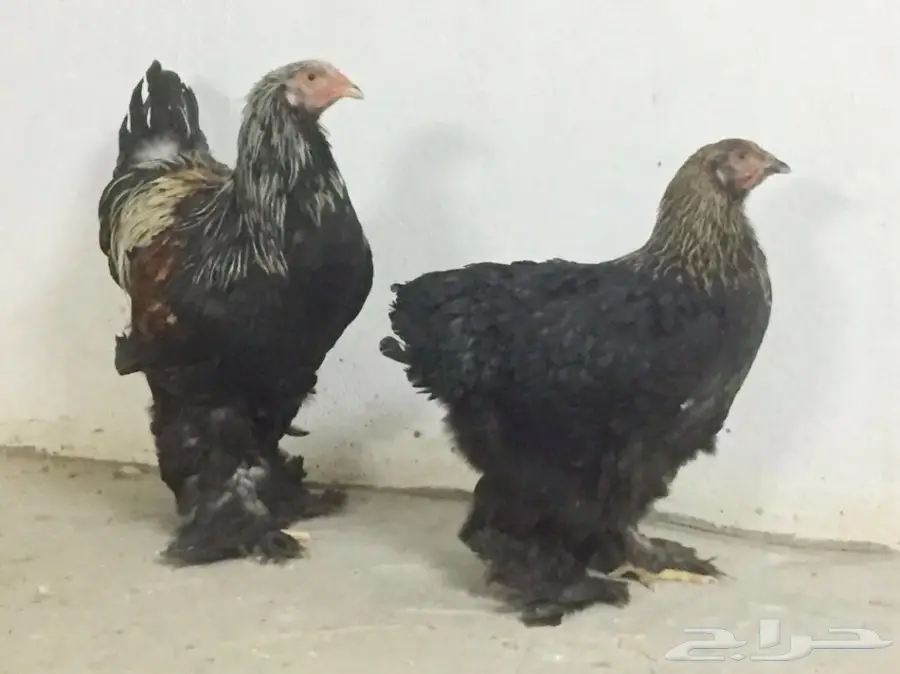 جوز براهما فواخر 