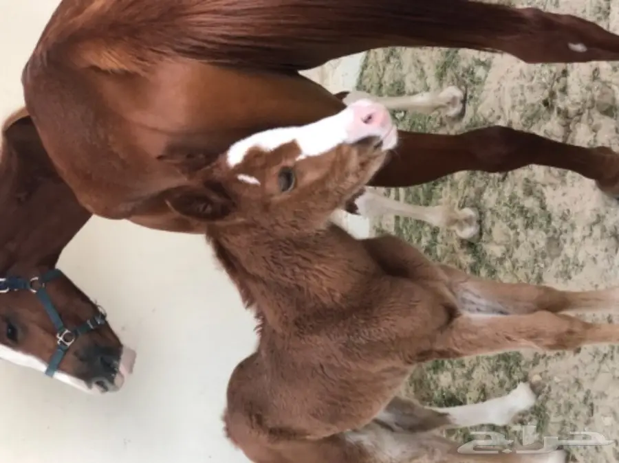 مهره عربية أصيلة - فرصة لا تُفوَّت! (image 4)