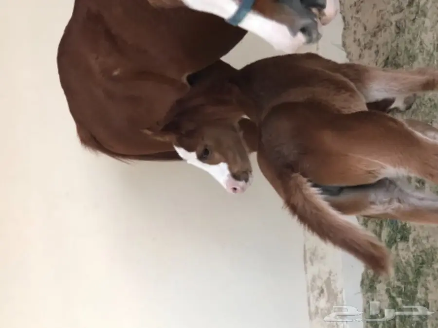 مهره عربية أصيلة - فرصة لا تُفوَّت! (image 5)