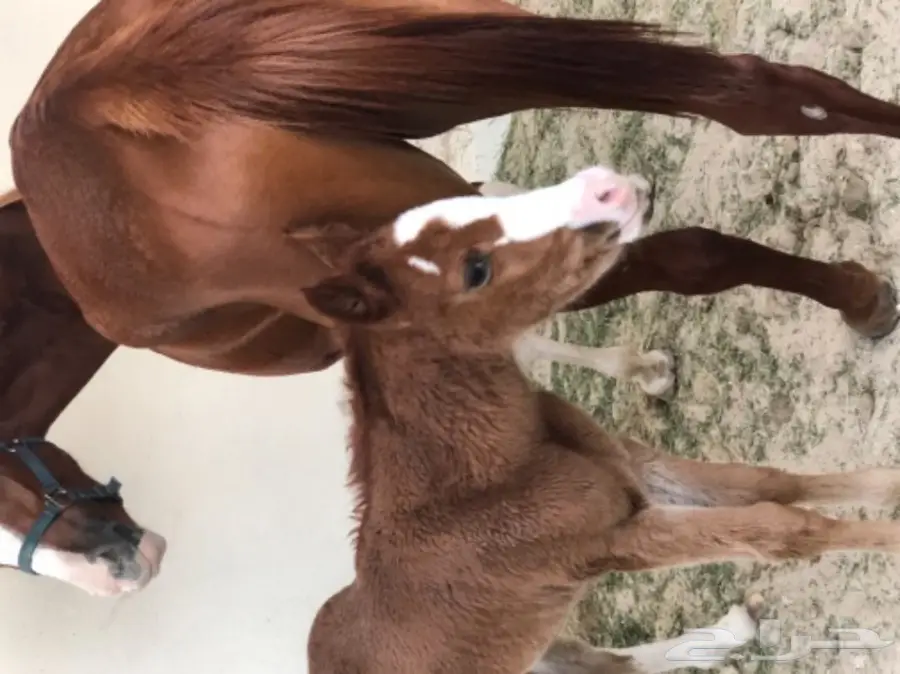 مهره عربية أصيلة - فرصة لا تُفوَّت! (image 6)