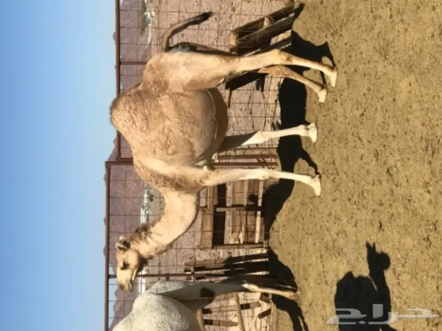 نياق اغلبها لقحات طيبات للبيع خلال 24 ساعة