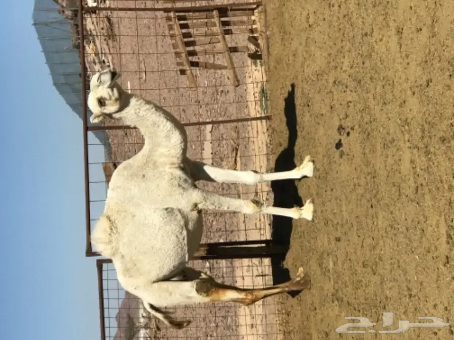 نياق اغلبها لقحات طيبات للبيع خلال 24 ساعة (image 1)