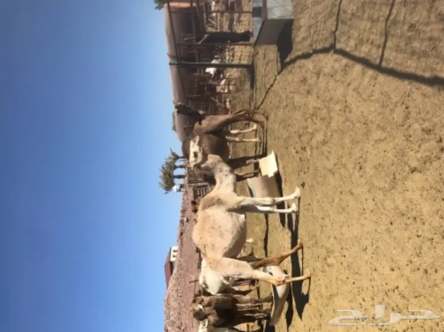 نياق اغلبها لقحات طيبات للبيع خلال 24 ساعة (image 2)