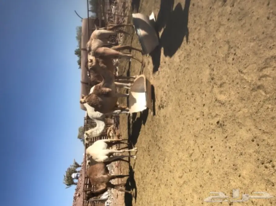 نياق اغلبها لقحات طيبات للبيع خلال 24 ساعة (image 3)