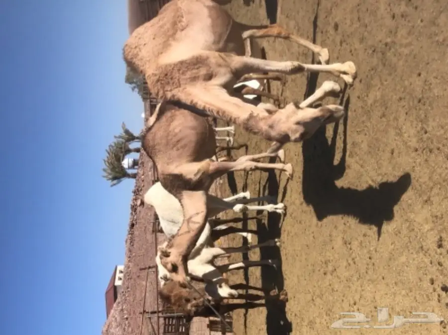 نياق اغلبها لقحات طيبات للبيع خلال 24 ساعة (image 4)