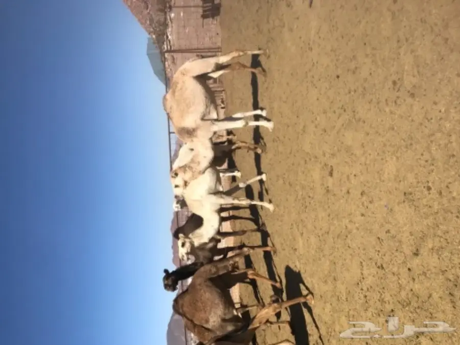 نياق اغلبها لقحات طيبات للبيع خلال 24 ساعة (image 5)