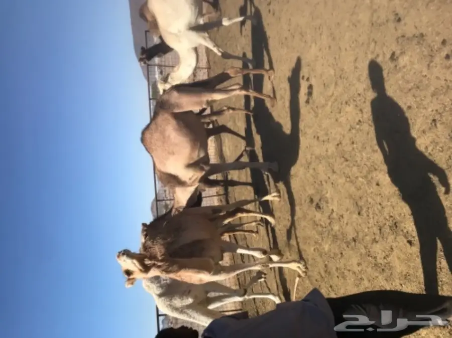 نياق اغلبها لقحات طيبات للبيع خلال 24 ساعة (image 6)