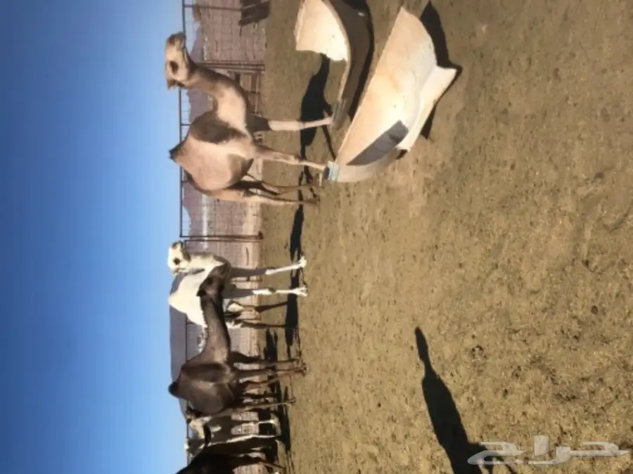 نياق اغلبها لقحات طيبات للبيع خلال 24 ساعة (image 7)