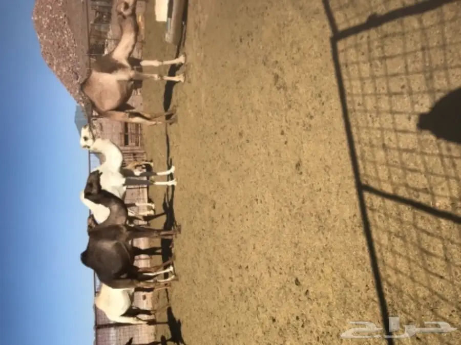 نياق اغلبها لقحات طيبات للبيع خلال 24 ساعة (image 8)