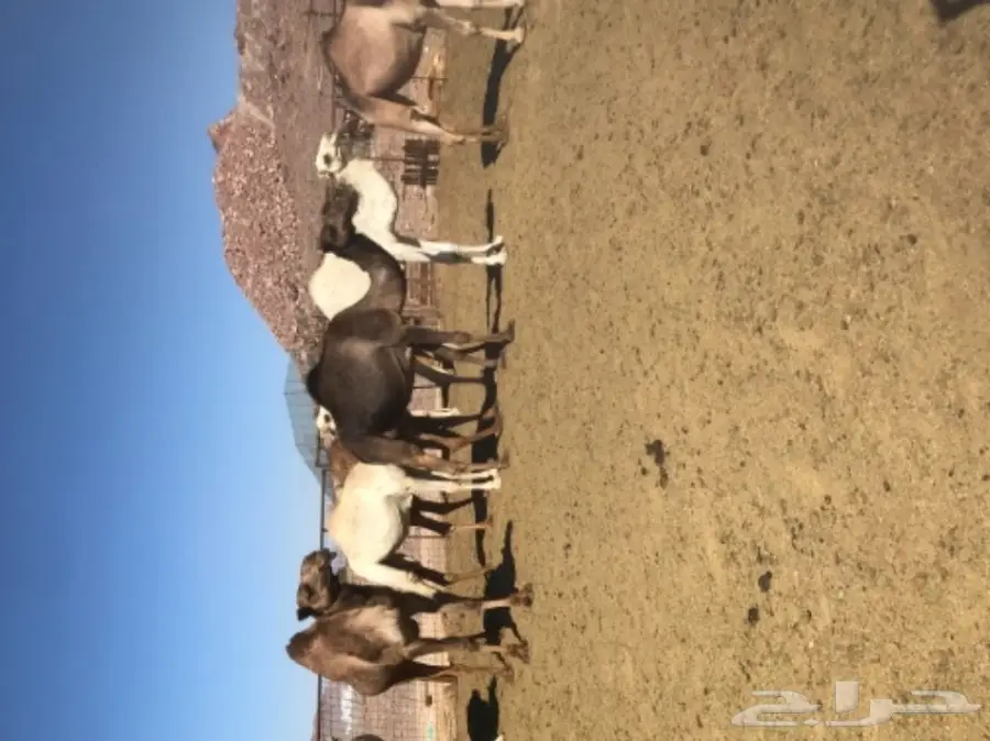 نياق اغلبها لقحات طيبات للبيع خلال 24 ساعة (image 9)