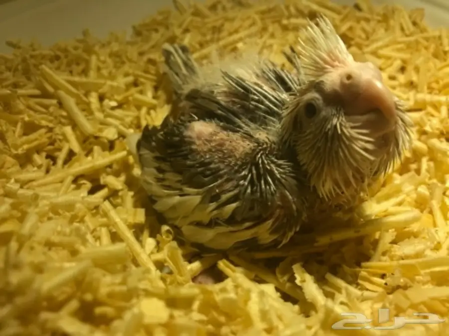 فرخ كروان هولندي مكتف - فرصة لا تُفوّت!